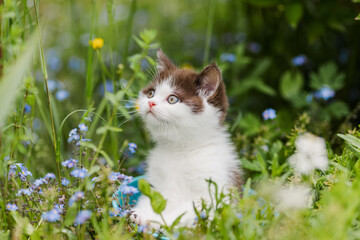 Katze, Kitten im Frühling, macht einen Ausflug in den farbenfrohen Garten, Blumen