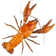 European crayfish, noble crayfish