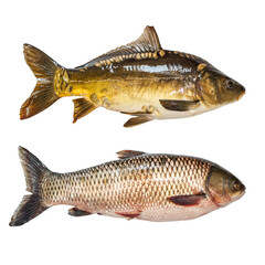 Carp fish
