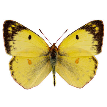 Pale clouded yellow butterfly