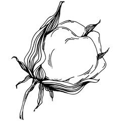 Vector cotton summer. Isolated botanical flower, leaves. Black and white engraved sketch ink art. Leaf plant botanical garden floral foliage. Wildflower drawing leaf illustration element.