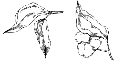 Vector cotton summer. Isolated botanical flower, leaves. Black and white engraved sketch ink art. Leaf plant botanical garden floral foliage. Wildflower drawing leaf illustration element.