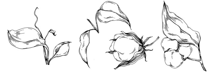 Vector cotton summer. Isolated botanical flower, leaves. Black and white engraved sketch ink art. Leaf plant botanical garden floral foliage. Wildflower drawing leaf illustration element.