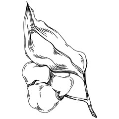 Vector cotton summer. Isolated botanical flower, leaves. Black and white engraved sketch ink art. Leaf plant botanical garden floral foliage. Wildflower drawing leaf illustration element.