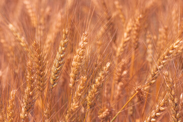 Ripe ear of wheat crop in cultivated agricultural field ready for harvest