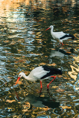 Pair of White stork (Ciconia ciconia) birds in pond