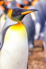 Volunteer Point, Falkland Islands, UK