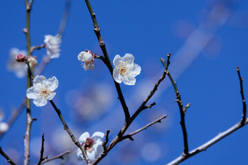 春の到来をつげる梅の花