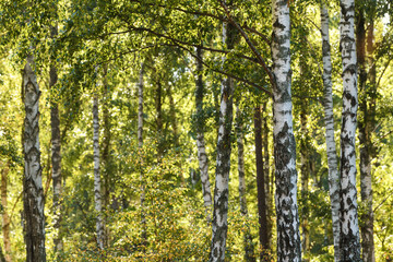 White birch wood forest landscape in summer.