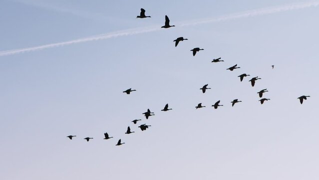a flock of geese flying in formation in a blue sky in early morning