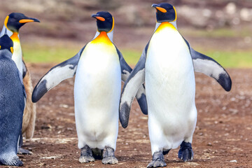 Fototapeta premium Volunteer Point, Falkland Islands, UK