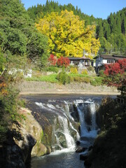 Fototapeta na wymiar 熊本県阿蘇郡小国町、黄色に色付いた日本の国指定天然記念物「Great Ginkgo of Shimojo」