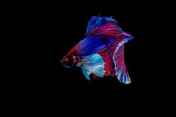 Siamese fighting fish.Multi color fighting fish isolated on black background.	