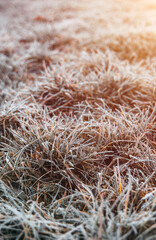Frozen grass on the fields. Frosty winter morning macro. Cold weather background concept. Hoarfrost morning weather.
