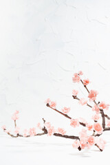 Festive Valentine day background - tender pink flowers sakura on twig on soft light white wood table, plaster wall in sunlight with shadows, copy space, vertical. Elegant floral spring background.