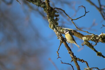 Vogel