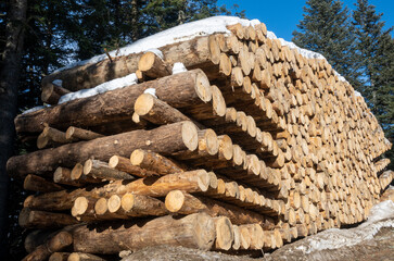 Catasta di legname in montagna - 568706773