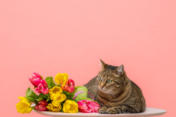 Adorable cat, sits with bouquet of pink and yellow tulips, on a pink background. Copy space.