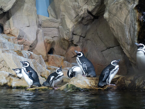 pinguini