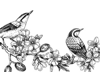 Nuthatchs sitting on flowering almond branch sketch. Vector spring banner isolated on white background. Hand drawn passerine birds on blooming tree with nuts, leaves and flowers design for print