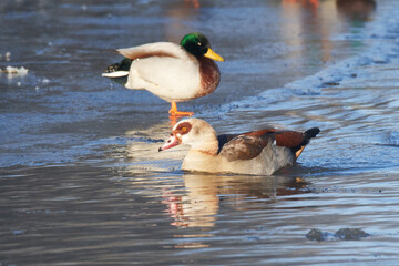 Stockenten und Nilgänse im Winter in der Oberlausitz an der Spree	