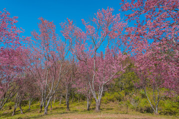 The landscape of Pink Cherry Sakura Blossom, Flower in Thailand, Phu-lom-Lo Loei Province. Pink flower Background. Blue sky. Relaxation.