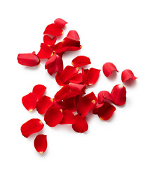 Valentine day petals of red roses isolated on white background