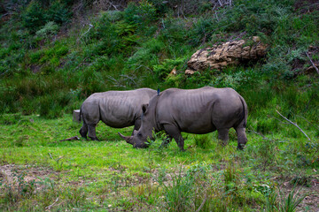 Obraz premium Wild Life photos from a safari in Africa