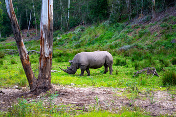 Wild Life photos from a safari in Africa