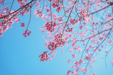 Pink Cherry Sakura Blossom, Flower in Thailand, Phu-lom-Lo Loei Province. Pink flower Background. Blue sky. Relaxation.