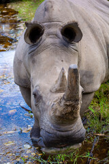 Fototapeta premium Wild Life photos from a safari in Africa