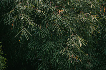 bamboo forest background