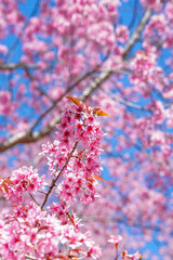 Pink Cherry Sakura Blossom close up, Flower in Thailand, Phu-lom-Lo Loei Province. Pink flower Background. Blue sky. Relaxation.