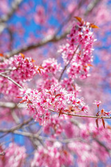 Pink Cherry Sakura Blossom close up, Flower in Thailand, Phu-lom-Lo Loei Province. Pink flower Background. Blue sky. Relaxation.
