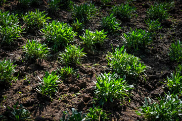 organic farm, green little plant. pattern. young tree.