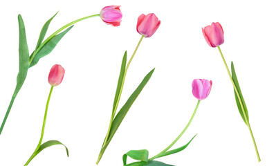 Pink tulips on white isolated background. Design element. International women's, mother's day, March 8, birthday, easter. copy space
