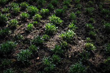 organic farm, green little plant. pattern. young tree.