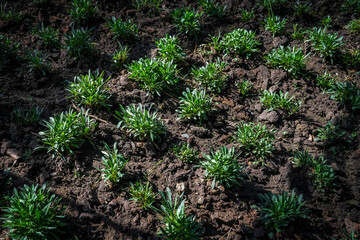 organic farm, green little plant. pattern. young tree.
