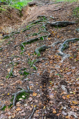 racines vertes d'arbre en surface courant sur le sol au milieu des feuilles tombée par une belle journée d'automne