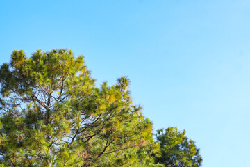 blue sky and top of the tree, green leaf, minimal sky concept. a place for text. relax.