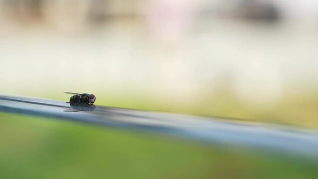 Flies can spread bacteria with their legs, feet and wings.