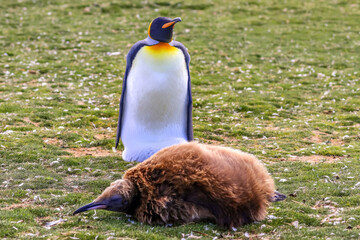 Volunteer Point, Falkland Islands, UK