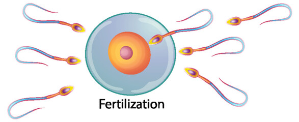 Fertilization of the ovum by the spermatozoon