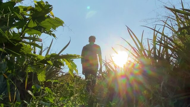 Inspirational low angle view of man wondering through high grass vegetation