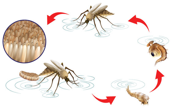 Mosquito Life Cycle Infographic