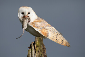 A portrait of a Barn Owl with a caught mouse in its beak
