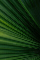 Green palm leaf layered texture background