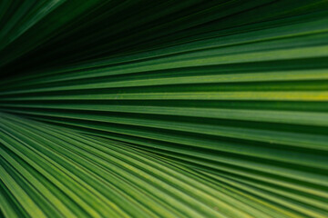 Green palm leaf layered texture background