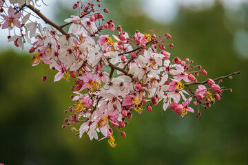 Kalapapruek flower