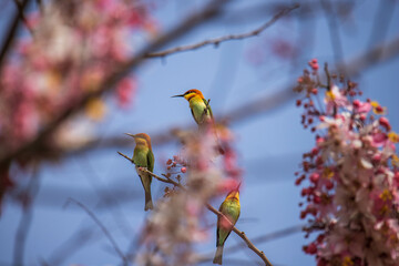 bird on the branch flower